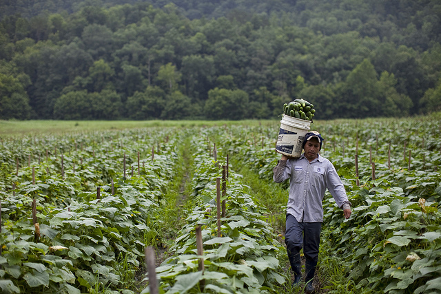Migrant Worker and Cucumbers, Blackwater, VA  (Source: Laura Elizabeth Pohl/Bread for the World)
